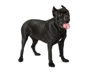 Black Cane Corso dog standing on white background