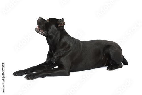 Cute Cane Corso Dog Lying On A White Background Stock Photo