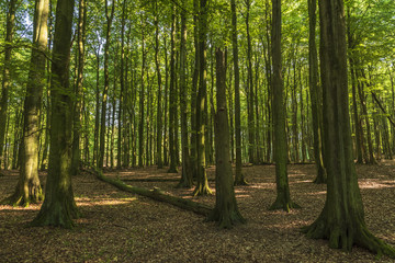 Primeval forest in north Europe