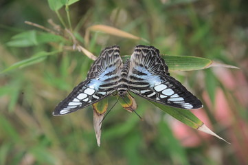 Fototapeta na wymiar coloured butterfly 