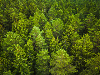 Aerial view of the forest