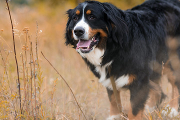 Berner Sennenhund big dog on a walk through the autumn meadow