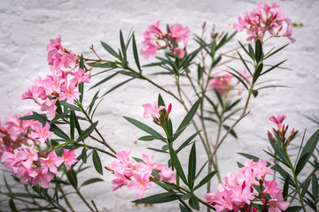 Obraz na płótnie Canvas Blüten am Orleander