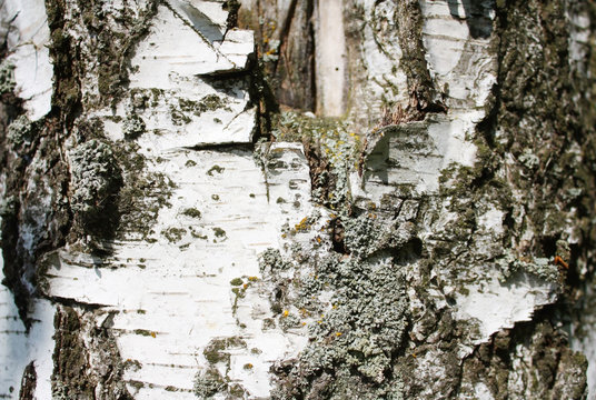 Bark of birch close-up. Texture