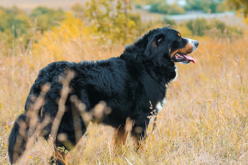 Fototapeta na wymiar Berner Sennenhund big dog on a walk through the autumn meadow