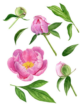 Watercolor illustration of flowers, buds and leaves of the tree peony. Floral elements set.