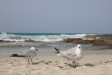 Seagull in Formentera, Spain 