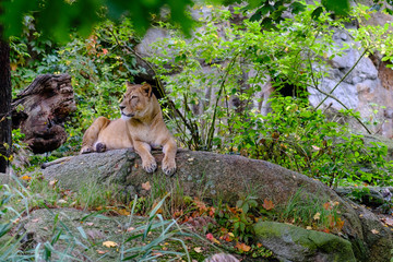 Fototapeta premium A lion in Berlin's Zoo