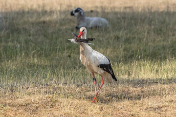 storch