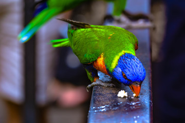 The rainbow lorikeet (Trichoglossus moluccanus) is a species of parrot found in Australia. It is common along the eastern seaboard, from northern Queensland to South Australia.