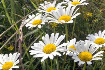 Summer daisies on the lawn © Julia Sedaeva 