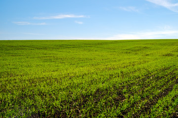 Fototapeta na wymiar young wheat field with blue sky