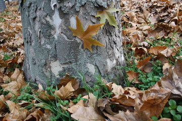 Plate of sycamore on the crust of the plane tree