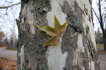 Plate of sycamore on the crust of the plane tree