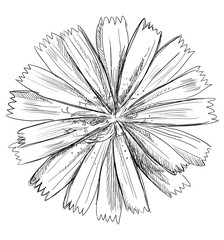 Vector hand drawing flower 2