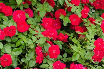 A large bush is a scarlet ground-cover rose. Huge flowers. Gardening.