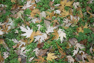 Fallen maple leaves on green grass