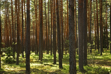 Obraz premium Landscape near Gorecko Koscielne. Poland