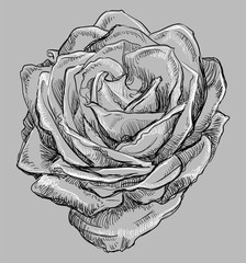 Vector grey flower 4