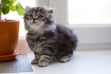 Scottish straight, lop-eared, cat, animal, kitten	