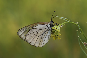 Fototapeta na wymiar Bitki üzerinde Alıç beyazı kelebeği ( Aporia crataegi )