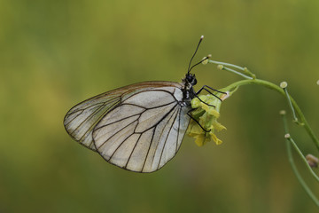 Bitki üzerinde Alıç beyazı kelebeği (  Aporia crataegi ) © mylasa