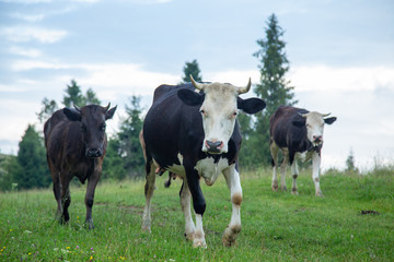 Cows on pastures in the mountains.