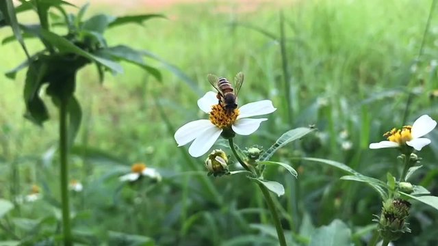 Footage of honey bee collecting pollen on daisy flower in slow motion. Mobile footage.