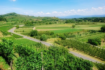 Fototapeta na wymiar vineyard scenery at Ihringen Kaiserstuhl Germany