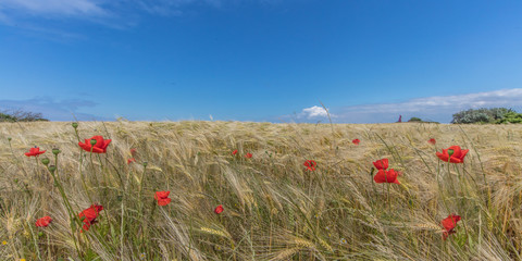 Kornfeld am meer