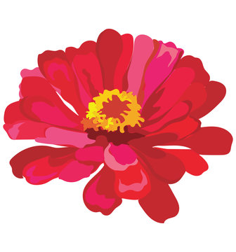 red zinnia flower isolated on white clip art preview