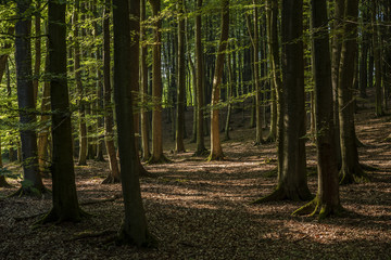 Beautiful and thick beech forest in summer. - obrazy, fototapety, plakaty