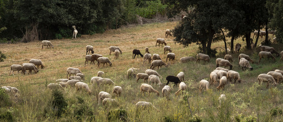 Sheep grazing in the field