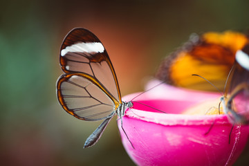 Fototapeta premium Motyl z przezroczystymi skrzydłami, które ustawiają na podajniku żywności.