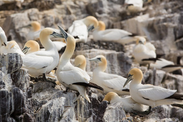Obraz premium Northeern gannet (Morus bassanus) pair billing, breeding behaviour