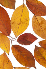 Beautiful autumn leaves isolated on white background