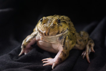 Big frog on black background on a night