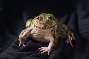 Big frog on black background on a night