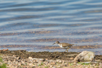 Common sandpiper (Actitis hypoleucos) foraging at lochside