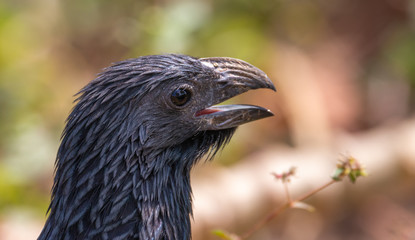 portrait of a groove billed ani