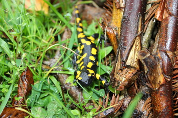 Ein Feuersalamander im nassen Gras