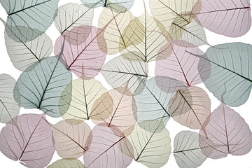 lacy background of dried autumn leaves in soft pastel colors on white