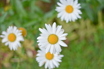 Chamomile or camomile flower on the green background . Nature background. Summer flowers.