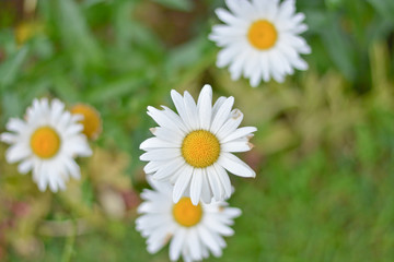 Obraz premium Chamomile or camomile flower on the green background . Nature background. Summer flowers.