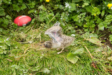 Arctic tern (Sterna paradisaea)  chick