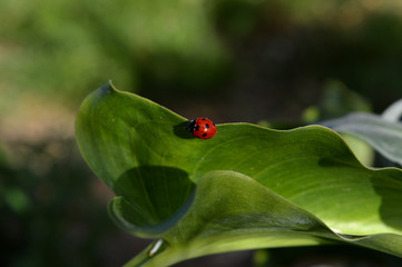 Close-up of a Ladybird on a Calla Leaf, Nature, Macro