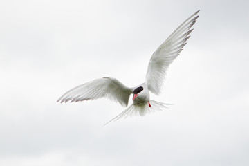 Arctic tern (Sterna paradisaea) in flight, calling