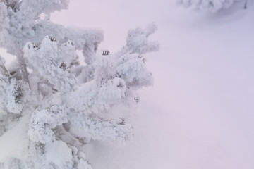 Snowcowered branches. Winter blur background. Frost trees.
