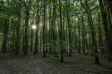 The sunrays in depth of the woods at Jasmund National Park.