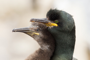 European shag (Phalacrocorax aristotelis) with Juvenile